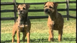 Border Terrier - AKC Dog Breed Series