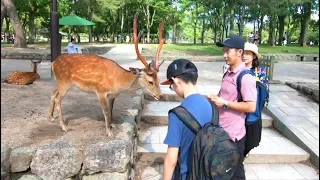 A Tour of NARA, JAPAN | The City Where Deer Roam Free