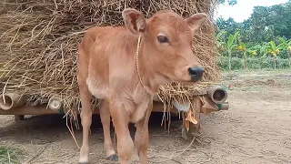 Awesome Village Cow Mooing Sound, Cow Sound, Cow hamba Humboo Sounds