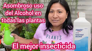 Asombroso uso del Alcohol en todas las plantas| El mejor insecticida acaba con pulgones, cochinilla