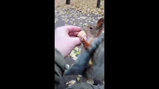 Совершенно дикая белка / A completely wild squirrel