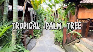 Tropical palm tree garden plants 🌴🌴🌿
