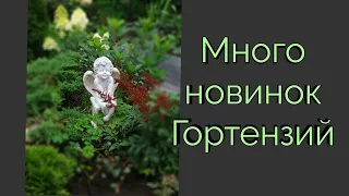 Много новинок Гортензий.