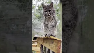 #catrescue GOOD NIGHT from tiny little Summer Bobcat #goodnight  #bigcatrescue