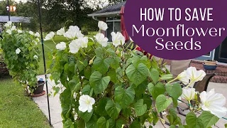 How to Save Moonflower Seeds