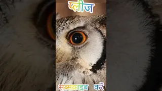 cute owl#short#short video#first short video#youtube short