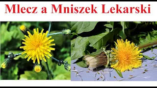 Mlecz a Mniszek Lekarski - czym się różnią