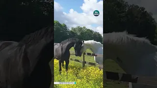 There’s a happy ending for these horses who galloped injured through London #itvnews #uk #horse