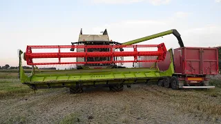 Claas Lexion 6600 || Żniwa rzepakowe 2023 ||