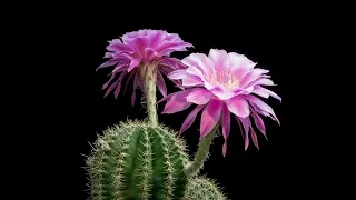 Time-Lapse: Beautiful Cacti Bloom Before Your Eyes | Short Film Showcase