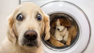 Funny Guilty Dogs Compilation | Забавные провинившиеся собаки | Подборка 2020 😆😆😆 А кто это сделал!?