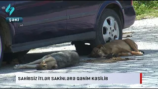 Sahibsiz itler sakinlere qenim kesilib... | Kanal S Xeber