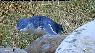 Little Penguin Meets Big Albatross In New Zealand | DOC | Cornell Lab – Jan. 1, 2024