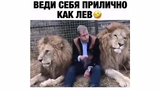 Веди себя прилично как лев!