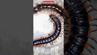 caterpillar Vs big millipede 💥 #shorts #millipede #caterpillar #viral @dndanimal