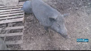 Crimestoppers looking for persons of interest in killing of Kama the surfing pig