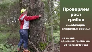 Проверяем рост грибов. "...обходим владенья свои..." Дневник грибника 20 июля 2019 г.