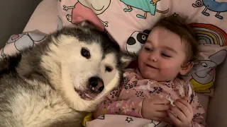 Husky Wakes My Baby & Wife Up In The Cutest Way!😭. [BABY IS SO SASSY!!!]