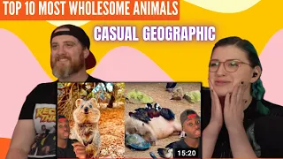 "Top 10 Most Wholesome Animals (in my very biased opinion)"@mndiaye_97 |HatGuy & Nikki react