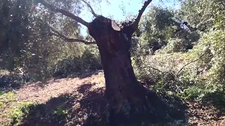 Cuando es mejor hacer un carril o camino en el cultivo.