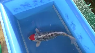 [SPECIAL KOI] Tancho Kujaku at Kaneko Koi Farm