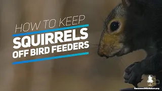 How To Keep Squirrels Off Bird Feeders