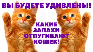 Какой запах отпугивает кошек ??? Вы будете удивлены !!!