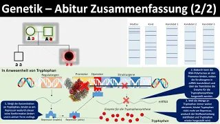 Genetik [Einführung / Zusammenfassung, 2/2] - Abitur [Biologie, Genetik, Oberstufe]