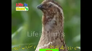 Comman Quail sound / Batair ke Awaz/ Life is Hunt's بٹیر کی آواز