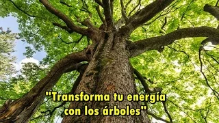 Transforma tu energía con los árboles