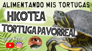 CONOCIENDO Y ALIMENTANDO MIS TORTUGAS Trachemys venusta | Tortuga Pavorreal - HICOTEA | JAVINATURE |