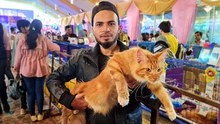 2.5 Lakh Rs की Cat - Cats Show Vlog