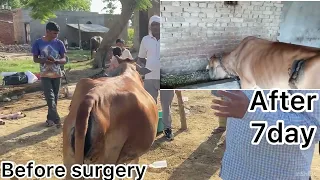 Follow up case of cesarean section in cow l difficulty in birth l l कठिन प्रसव I dr umar khan