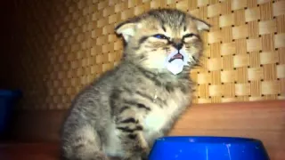 Cute Baby Kitten Drinking Milk