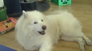 Samojed talking