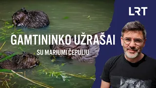 Gamtininko užrašai. Akistatą su bebru apturėjęs Čepulis