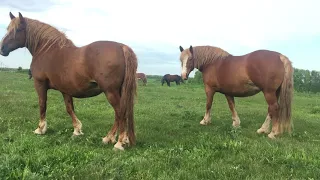 К продаже предлагаются кобылы тяжеловозы. 💪 В количестве 8 голов. Часть 1.