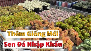 Quá nhiều sen đá xinh đẹp ở đây | succulent Gia Nghia