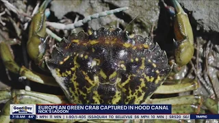 European green crab captured in Hood Canal | FOX 13 Seattle