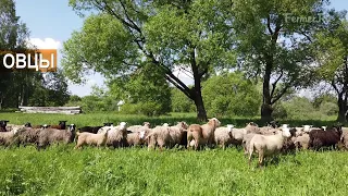 Разведение овец в фермерском хозяйстве Дениса Бахарева. Катумский баран и Романовские овцы