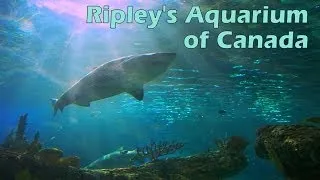 Ripley's Aquarium of Canada (Full Tour)