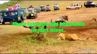 Male lion teaches the lioness how to hunt wildebeest