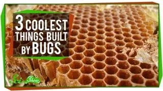 The 3 Coolest Things Built By Bugs