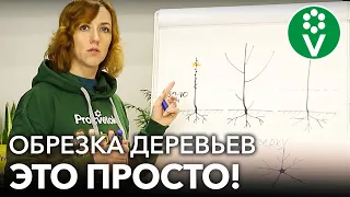 КАК ОБРЕЗАТЬ МОЛОДЫЕ ДЕРЕВЬЯ В САДУ? Самое простое и понятное видео об обрезке для начинающих