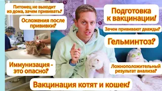 Вакцинация котят и кошек! Подготовка и осложнения после прививки. Гельминтоз? Какие вакцины выбрать?