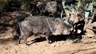 Ungrateful javelinas eating MY prickly pear #javelina, #javelinasinarizona, #wildlife