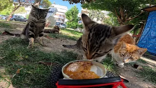 CRAZY KITTEN MEOWING WHILE EATING🐈