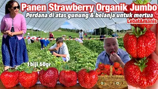 PERDANA PANEN STRAWBERRY ORGANIC JUMBO MANIS BERATAP PLASTIK