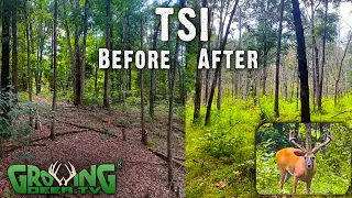 More Deer Forage And Easy, Awesome Wildlife Habitat: Before and After TSI (715)