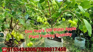 One Year's Old Water Apple Plant Fruiting Quantity